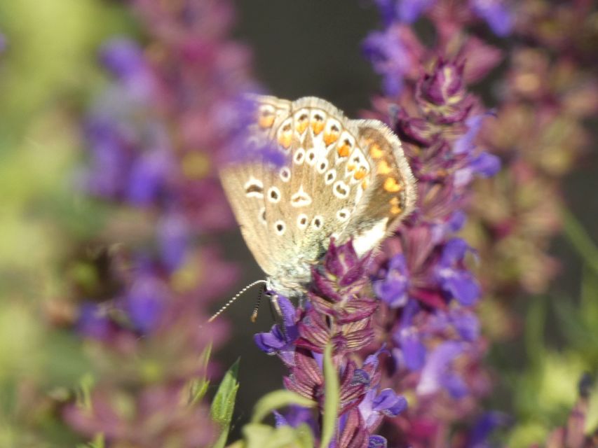 Polyommatus icarus - közönséges boglárka