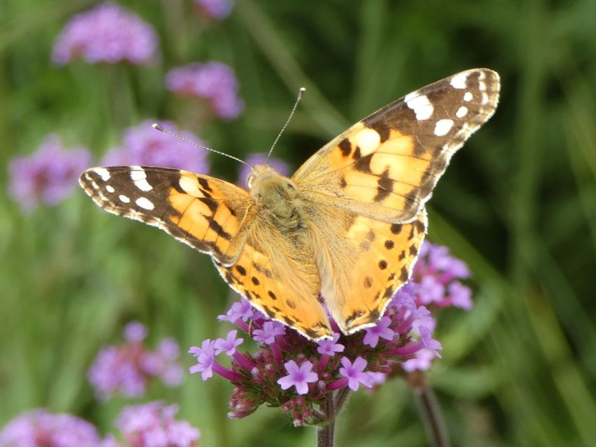 Vanessa cardui - bogáncslepke