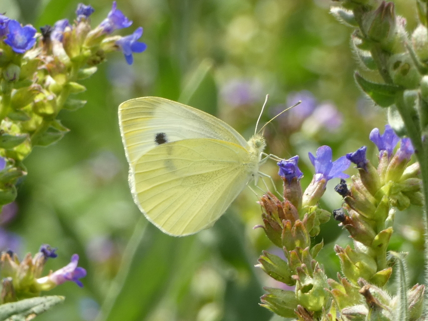 Pieris rapae - répalepke