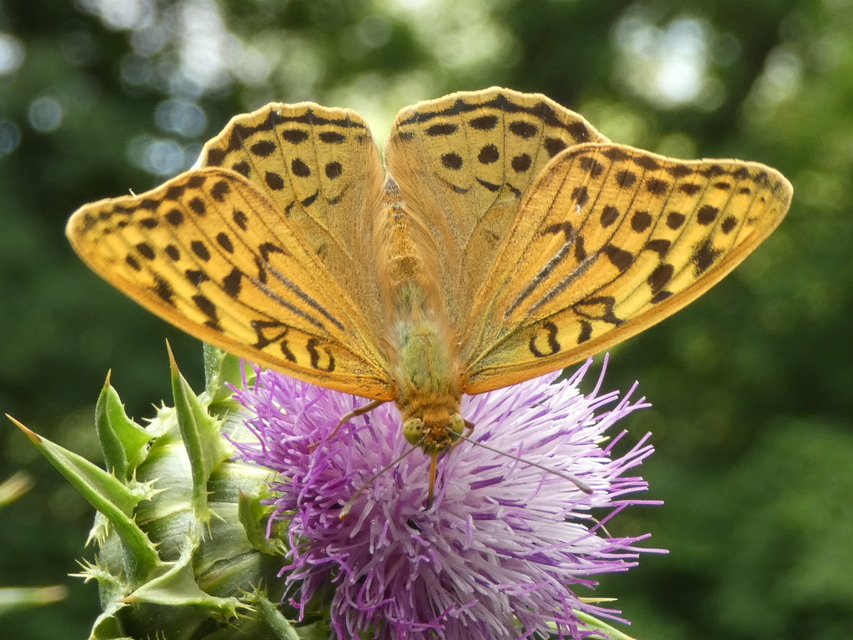 Argynnis pandora - zöldes gyöngyházlepke