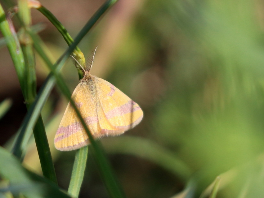 Lythria cruentaria - bíborcsíkos araszoló