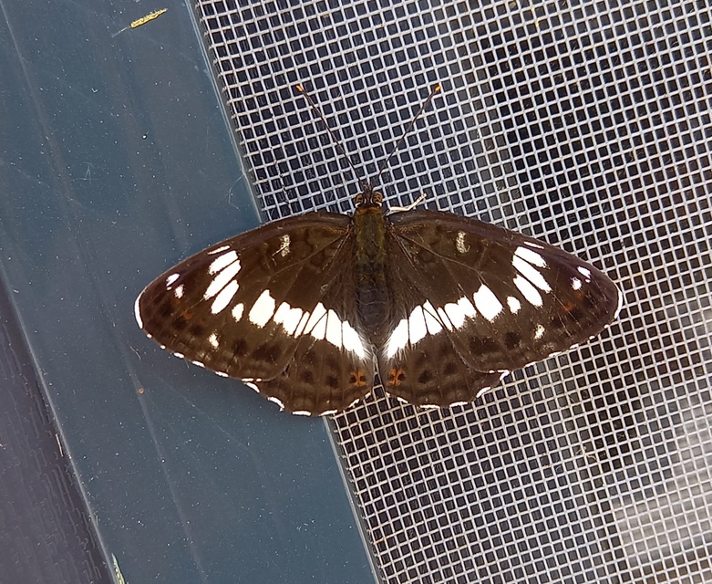 Limenitis camilla - kis lonclepke