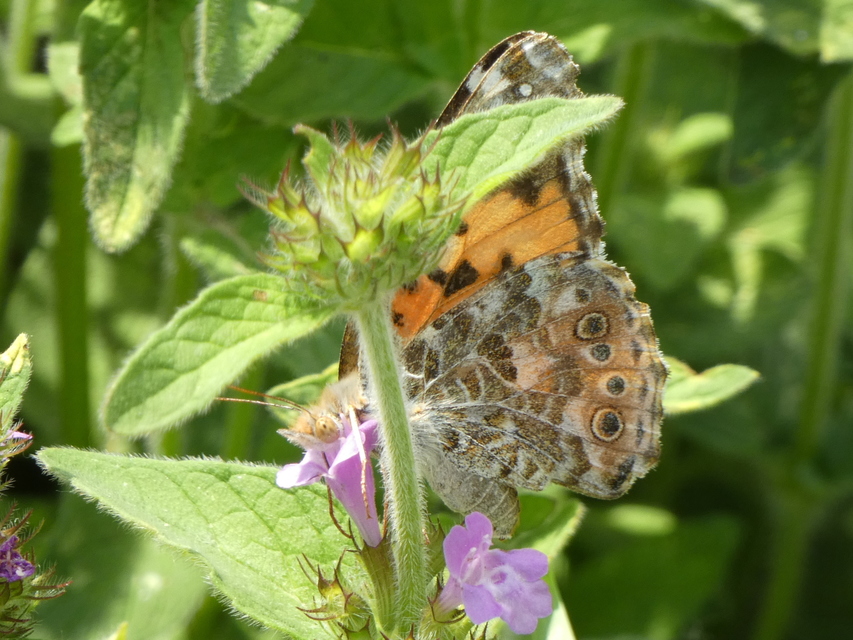 Vanessa cardui - bogáncslepke