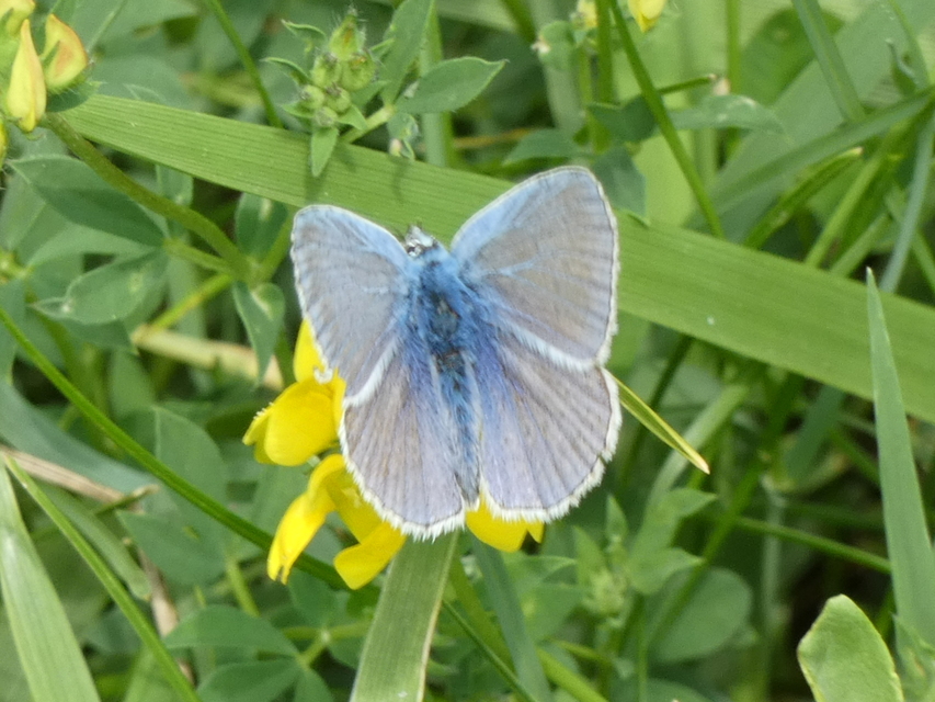 Polyommatus icarus - közönséges boglárka