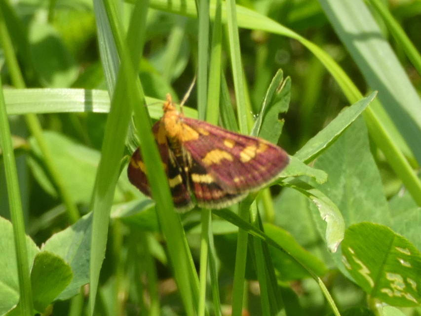 Pyrausta purpuralis - közönséges bíbormoly