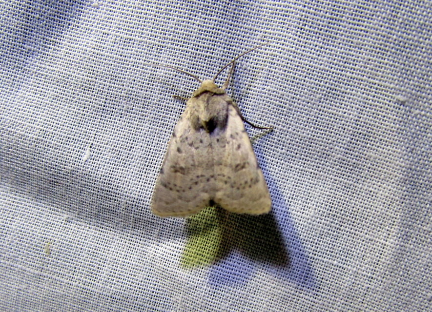 Hoplodrina respersa - bogáncs-selymesbagoly