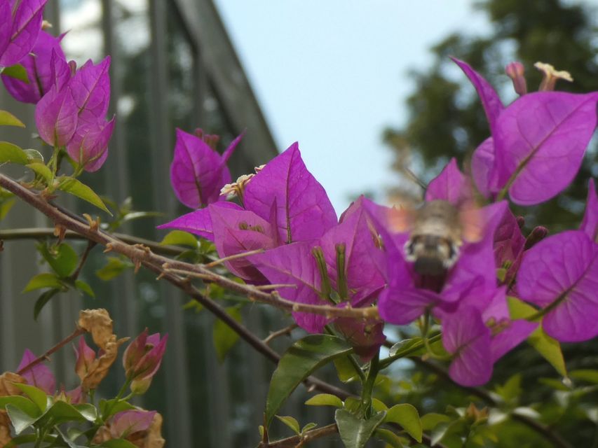 Macroglossum stellatarum - kacsafarkú szender