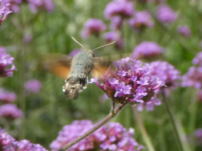 Macroglossum stellatarum - kacsafarkú szender