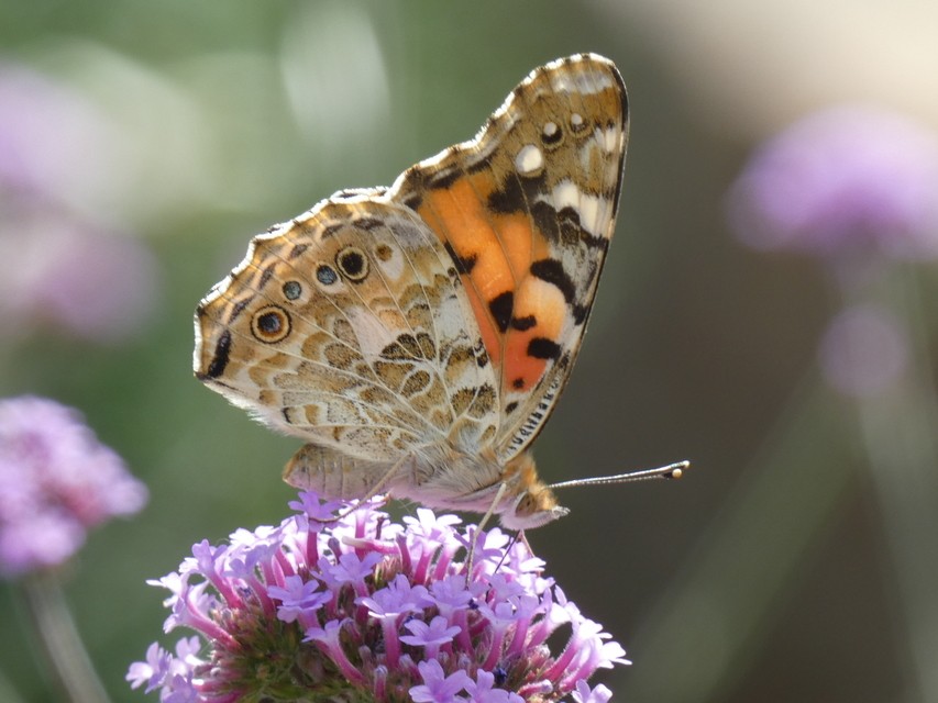 Vanessa cardui - bogáncslepke
