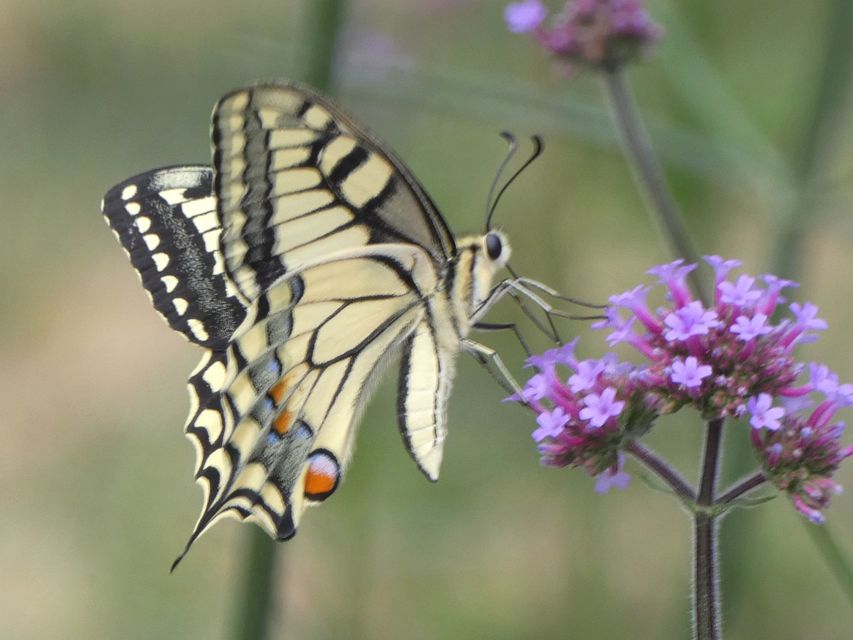 Papilio machaon - fecskefarkú lepke