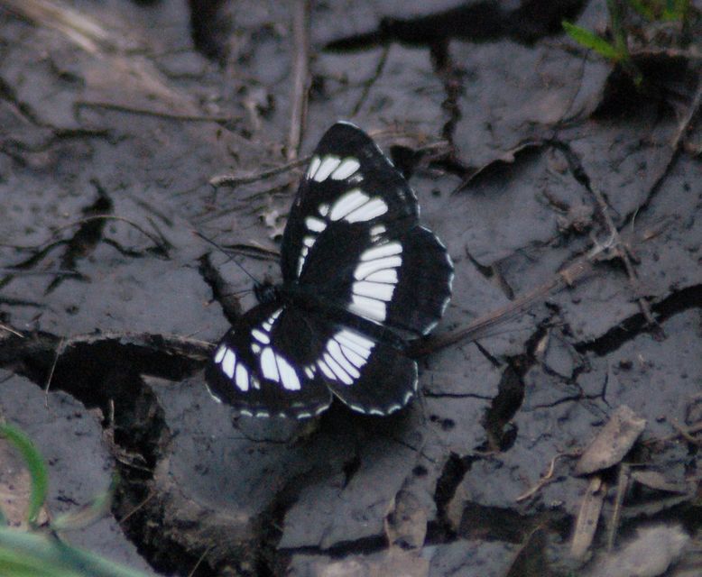 Neptis rivularis - nagy fehérsávoslepke