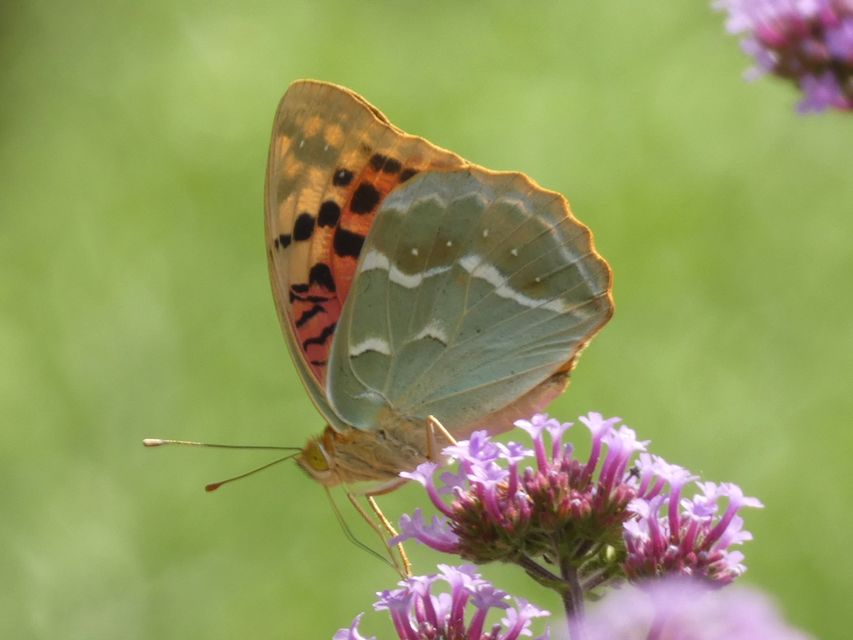 Argynnis pandora - zöldes gyöngyházlepke