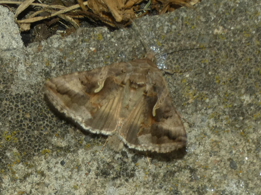 Autographa gamma - gammalepke