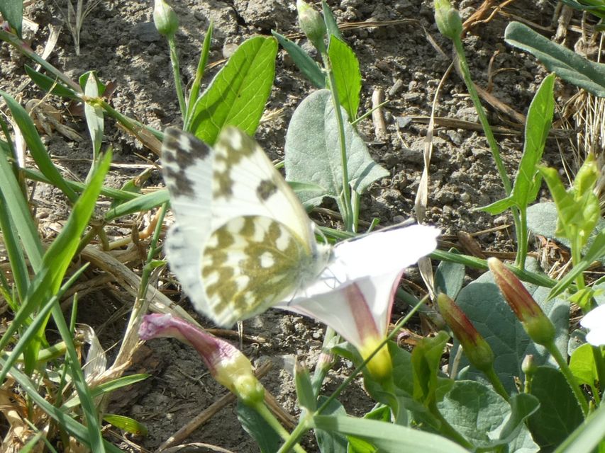 Pontia edusa - rezedalepke