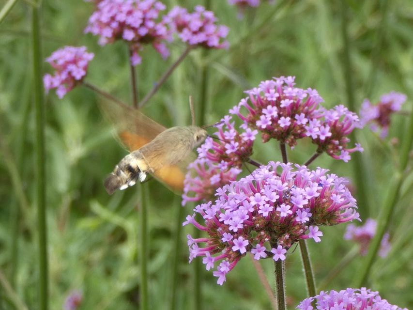 Macroglossum stellatarum - kacsafarkú szender