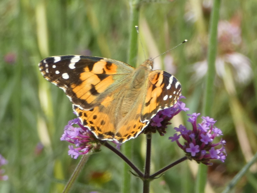 Vanessa cardui - bogáncslepke