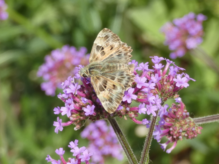 Carcharodus alceae - mályva-busalepke