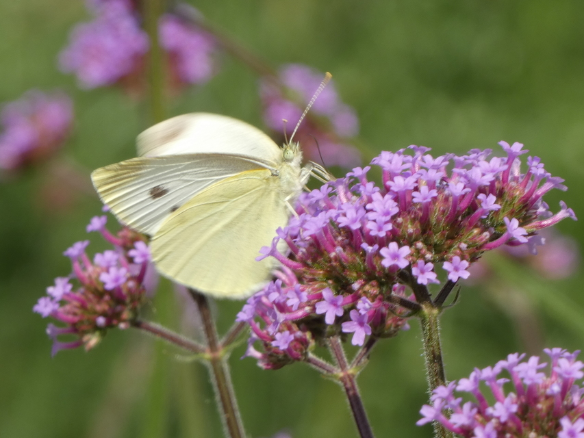 Pieris rapae - répalepke