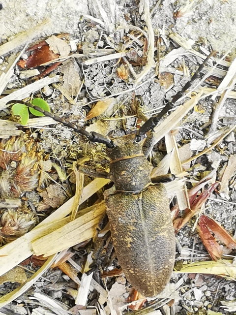 Lamia textor - takácscincér