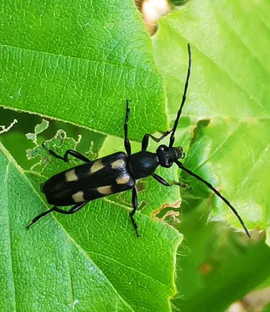 Anoplodera sexguttata - foltos virágcincér