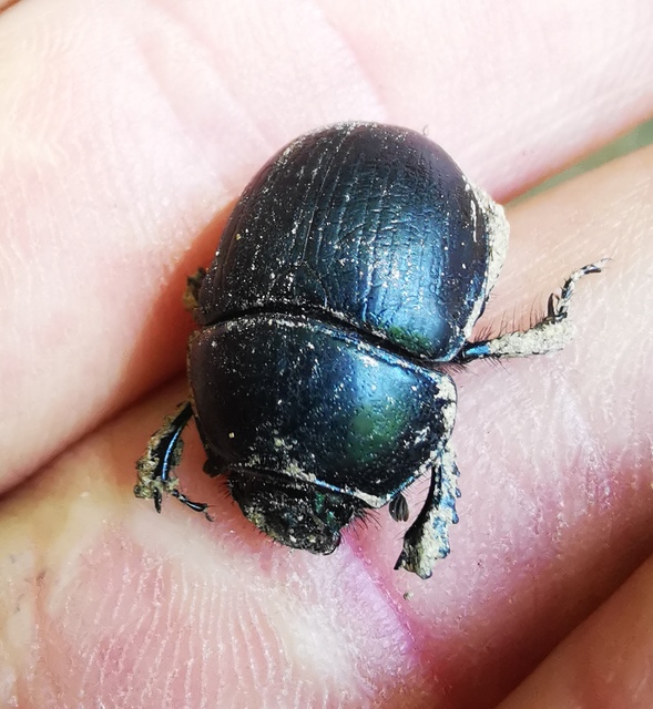 Anoplotrupes stercorosus - erdei álganéjtúró