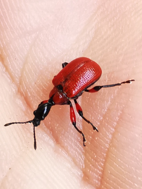 Apoderus coryli - mogyoró-levélsodró