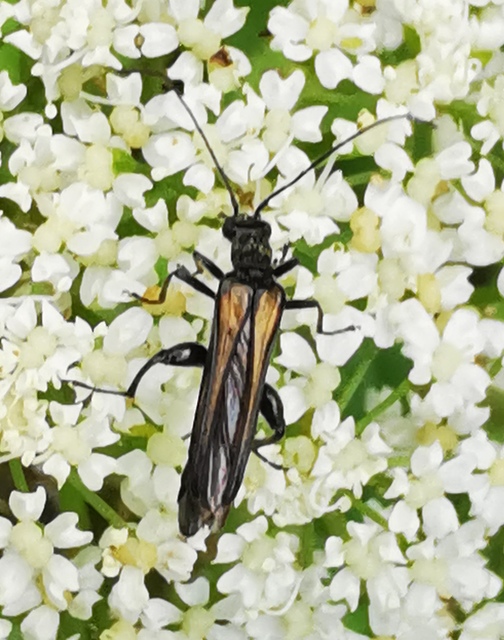 Oedemera pthysica - feketeszegélyű álcincér Oedemera pthysica - feketeszegélyű álcincér