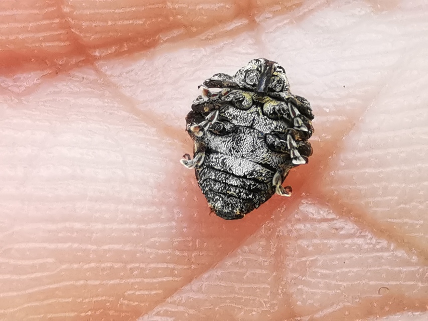 Mogulones abbreviatulus - nagy nadálytő-tarkaormányos