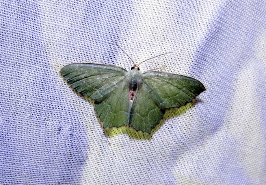 Hemithea aestivaria - nyír-zöldaraszoló