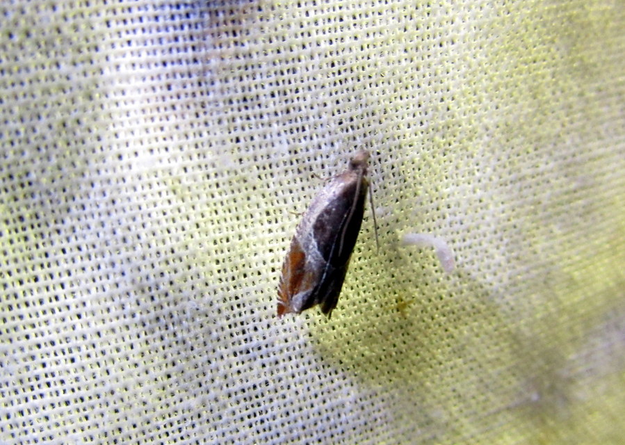 Ancylis unculana - szedersodró horgasmoly