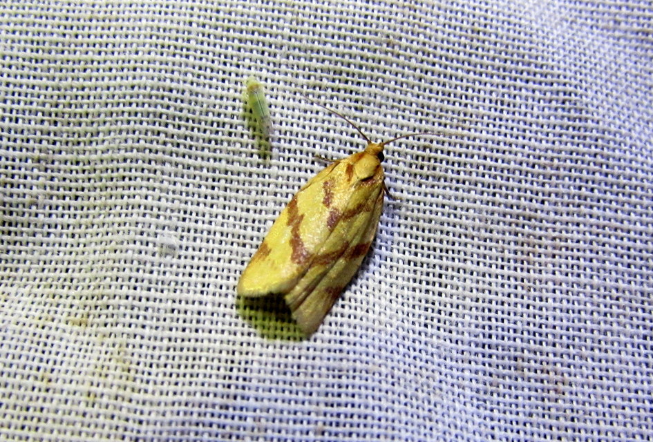 Clepsis pallidana - aranysárga sodrómoly