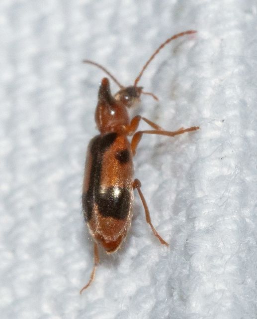 Notoxus monoceros - sárgahasú nyakszarvúbogár