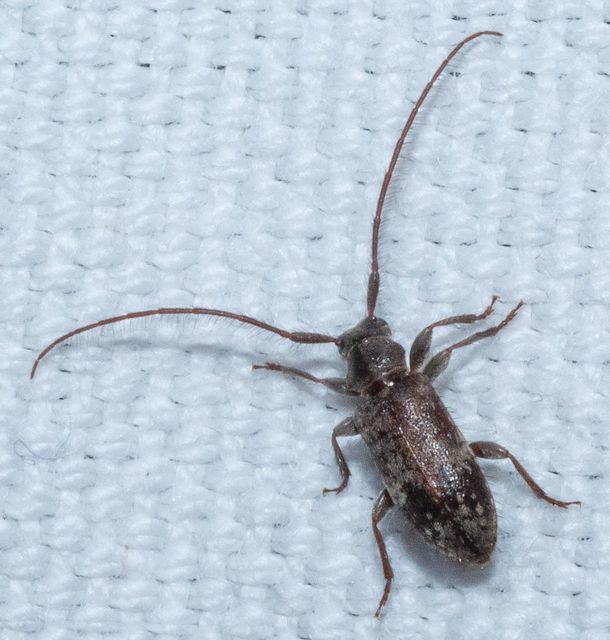 Exocentrus adspersus - tölgyfa-rőzsecincér