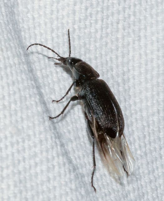 Chlaenius tristis - fekete bűzfutó