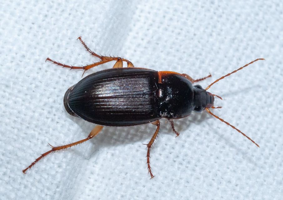 Calathus ambiguus - homoki tarfutó