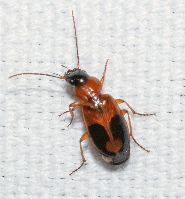 Badister meridionalis - közönséges posványfutonc