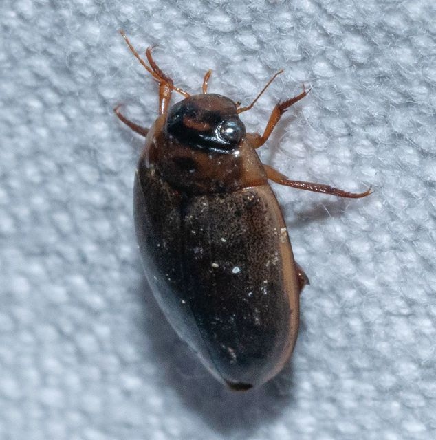 Rhantus suturalis - gyakori particsíkbogár
