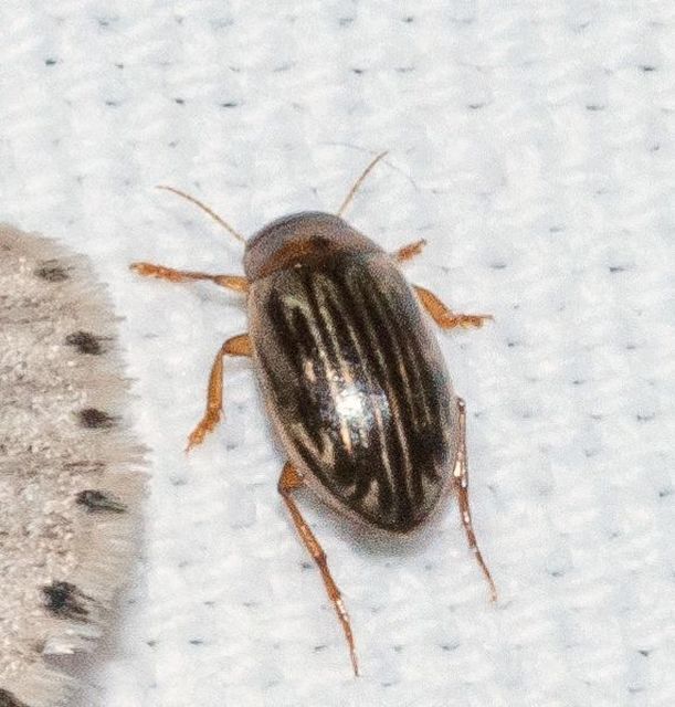 Hygrotus parallellogrammus - pettyesnyakú aprócsíkbogár