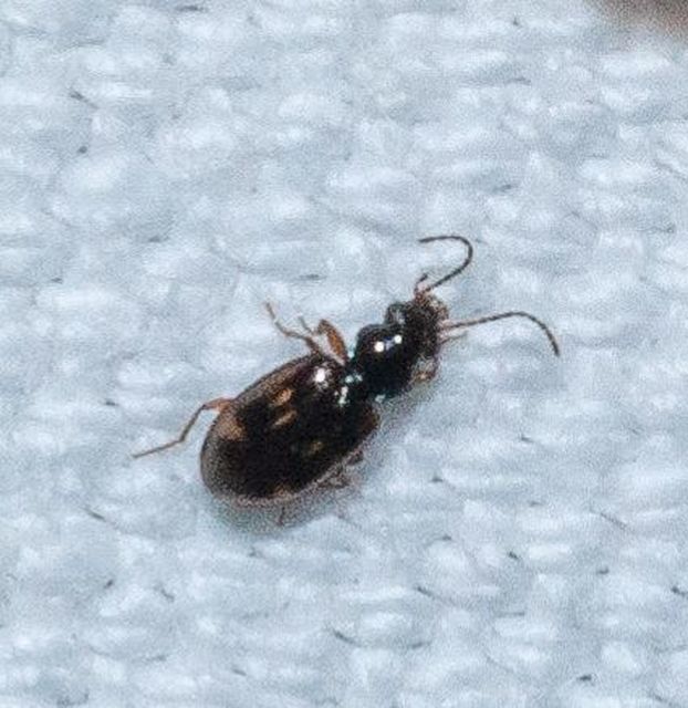 Bembidion octomaculatum - nyolcfoltos gyorsfutó