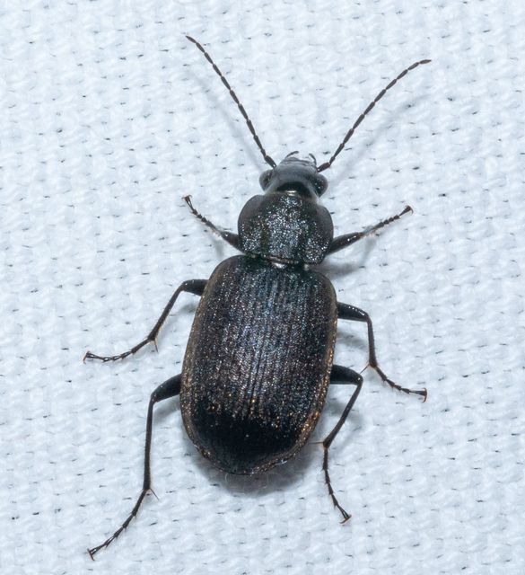 Chlaenius tristis - fekete bűzfutó
