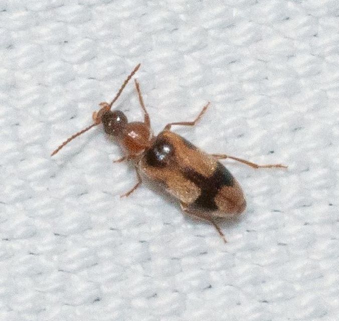 Notoxus appendicinus - déli nyakszarvúbogár