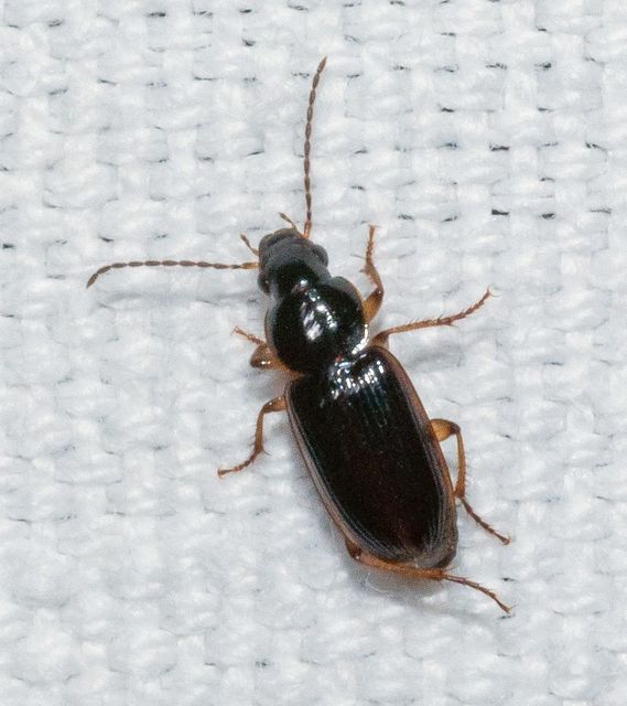 Stenolophus mixtus - közönséges turzásfutó