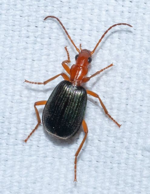 Brachinus ejaculans - bordás pöfögőfutó