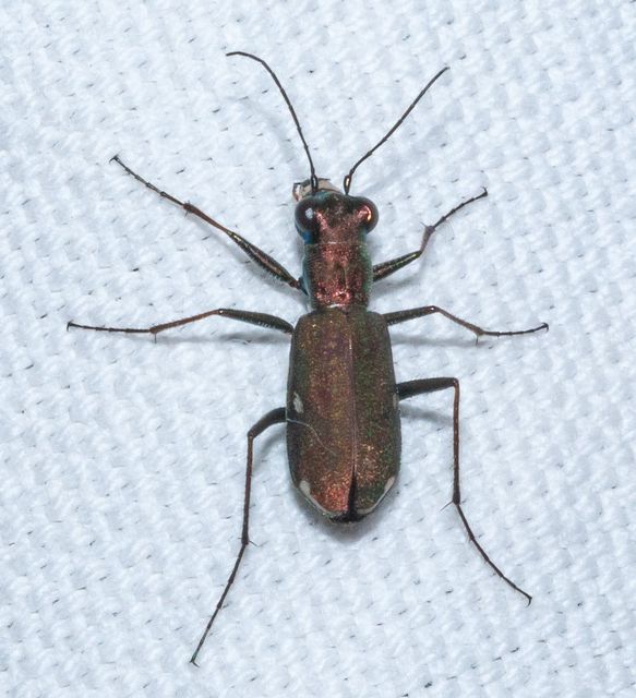 Cylindera germanica - parlagi homokfutrinka
