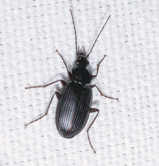 Agonum lugens - mocsári kisfutó Agonum lugens - mocsári kisfutó