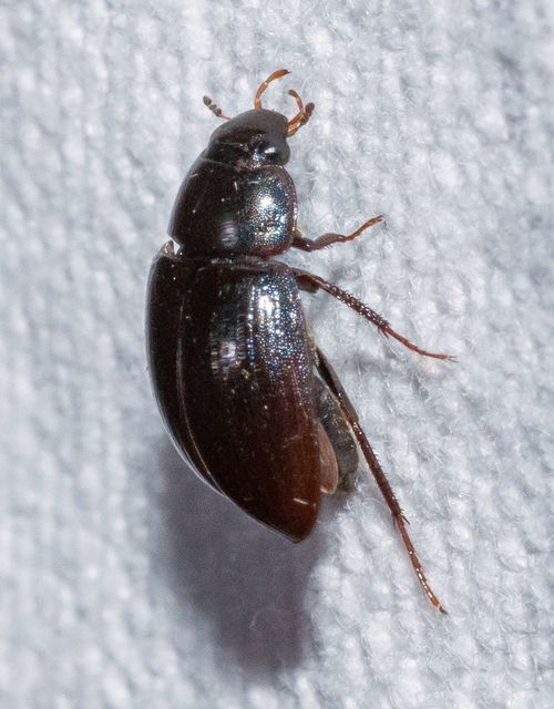 Hydrobius