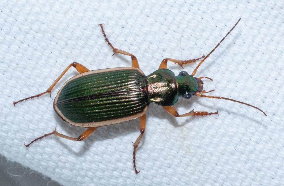 Chlaenius spoliatus - csupasz bűzfutó