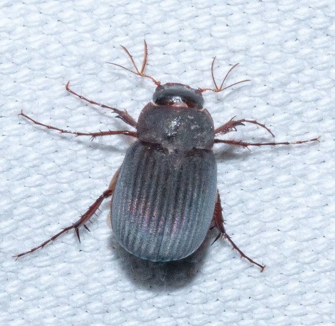 Maladera holosericea - bársonyos kiscserebogár