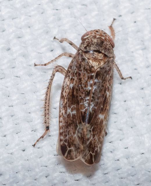 Allygidius atomarius