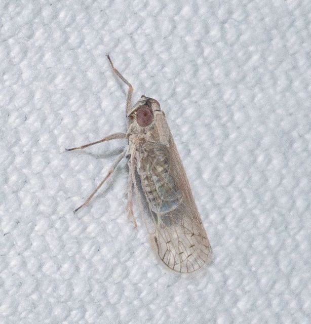 Cixiidae - recéskabócák
